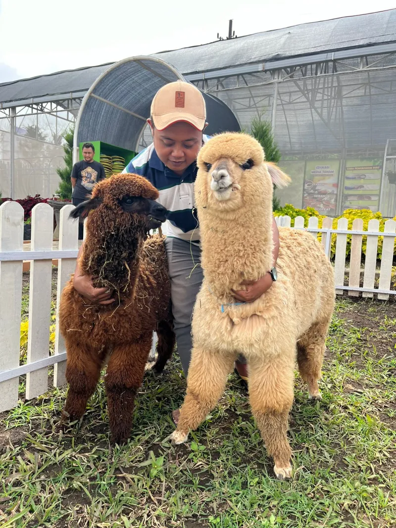 Jual Alpaca Termurah